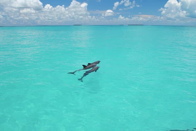 Best Key West Reef Snorkeling & Tropical Marine Tours