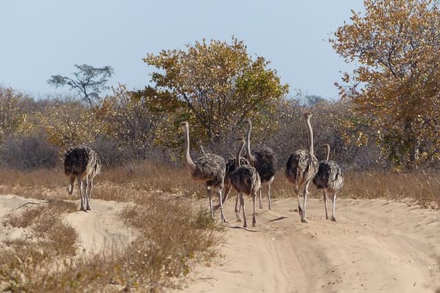 Moremi (Okavango) day trip