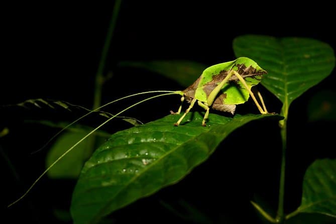 Magical Nightlife Tours: Drake Bay Night Walk Adventure