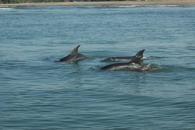 Swim With Dolphins at Aquaventuras Park