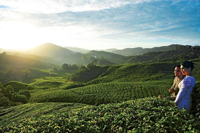Private Nature Trip to Cameron Highlands from Kuala Lumpur