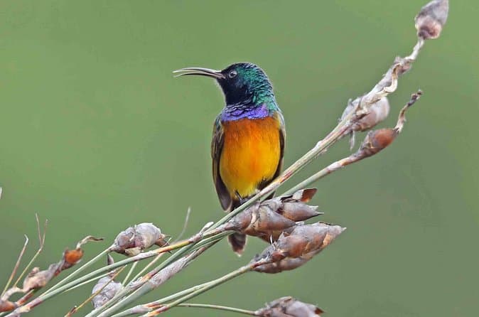 Best Cape Town Birdwatching Tours & Experiences
