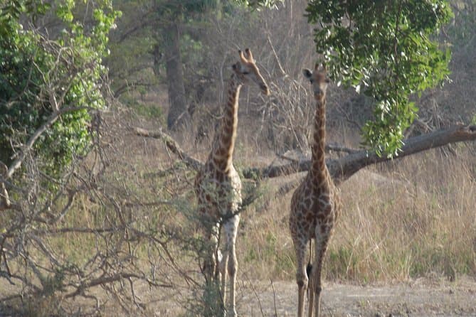 Fathala Wildlife Safari
