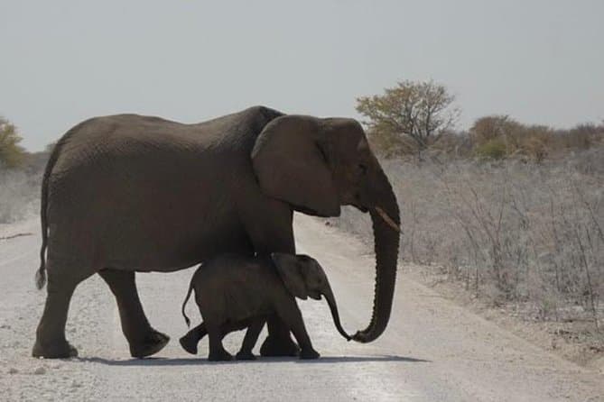 Experience the Magic of Etosha National Park Safaris