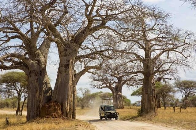 3 Days Ruaha National Park