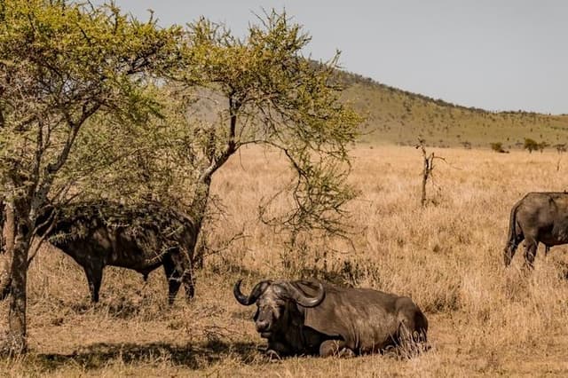 7 Days 6 Night In Southern Of Tanzania