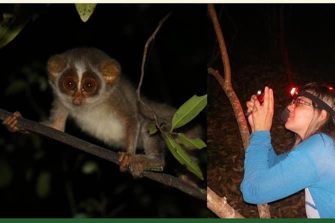 Experience the Thrill of a Sigiriya Night Safari