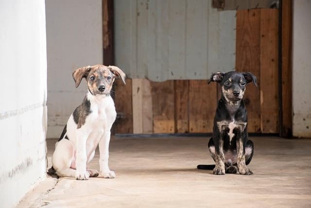 Volunteering with animals in Sao Vicente!