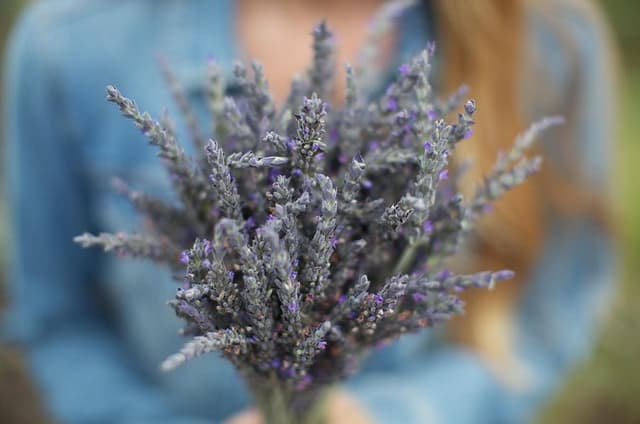 Maui Tour : Iao Valley, Hawaiian Distillery and Lavender Farm Tour