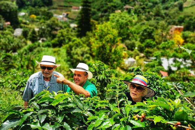 Authentic Medellín Coffee Farm Tours & Tastings