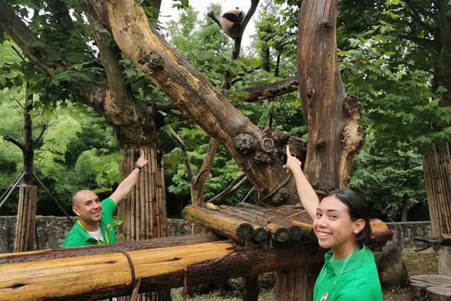Private Dujiangyan Panda Base Panda Rescue Center Volunteer for a Day