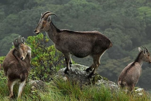 Tuk tuk safari to Eravikulam National park ( By Munnar Info)