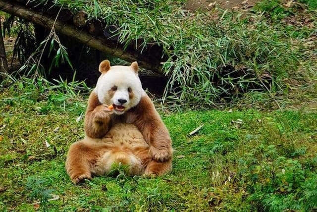 Private Day Tour: Xi'an Panda（QI ZAI）and City Highlights