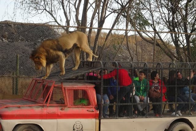 Safari Park Entrance: Includes Felinos, Herbivores and Transportation