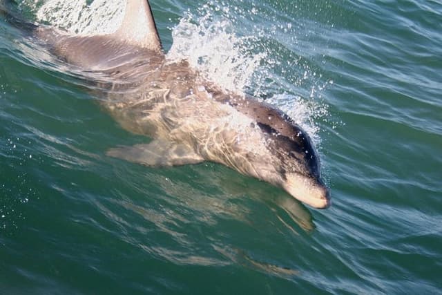 Eco Tour and Dolphin Watch