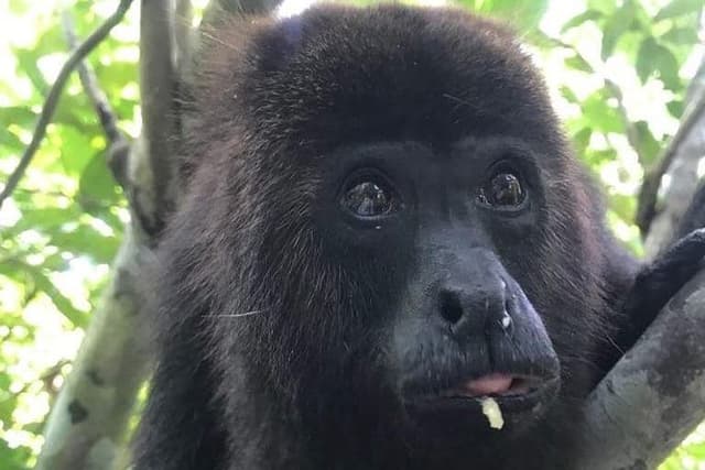 Cave Tubing Paradise and The Howler Monkey Sanctuary