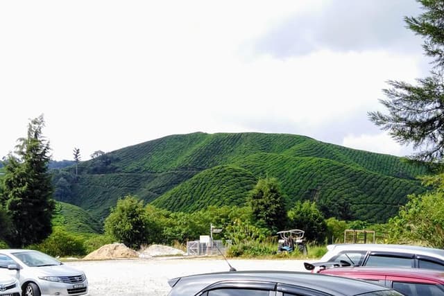 Cameron Highland Private Day Tour