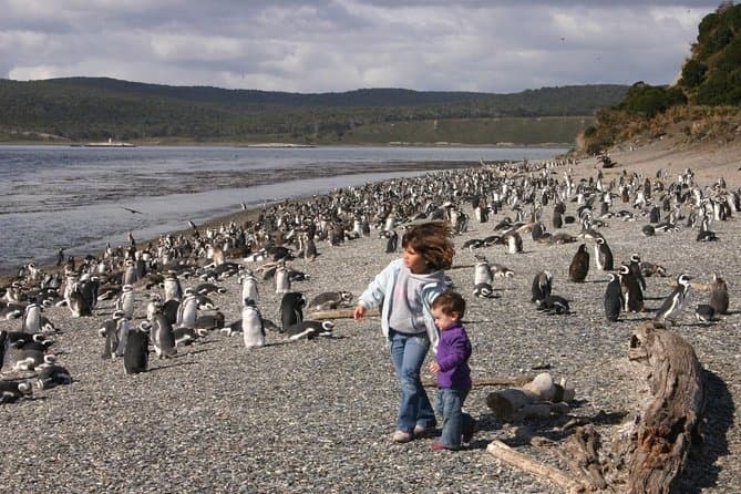 Martillo Island Penguin Tour