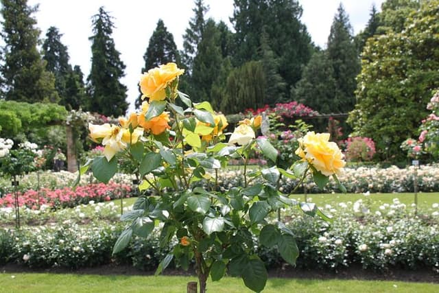 Day trip to the island of Mainau with highlights on Lake Constance from / to Oberstaufen