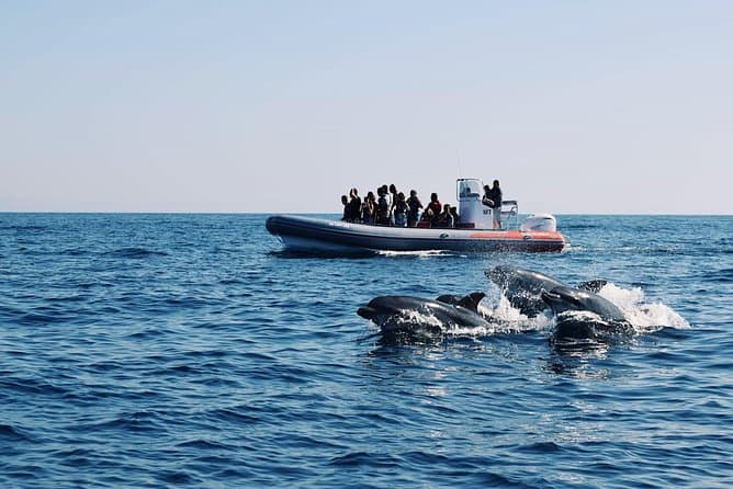 Best Dolphin Watching Tours & Marine Adventures in Albufeira