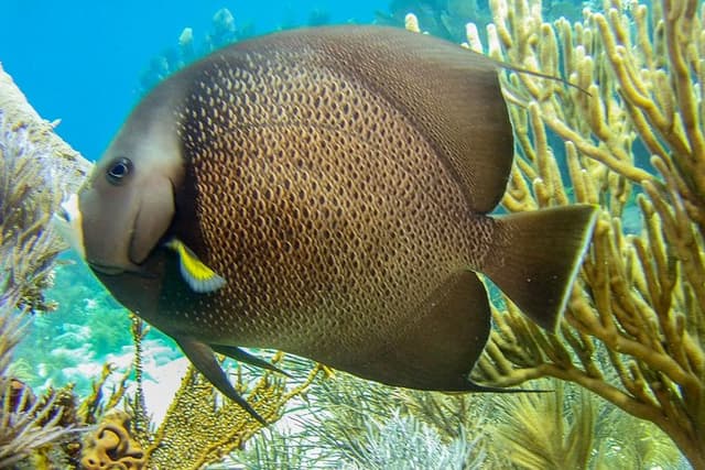 Half Day Snorkel Trip on Reefs in the Florida Keys