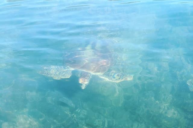 Kayak Turtle Tour from Palm Cove