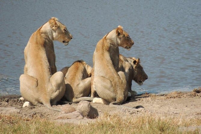 Compare Top Tala Game Reserve Tours