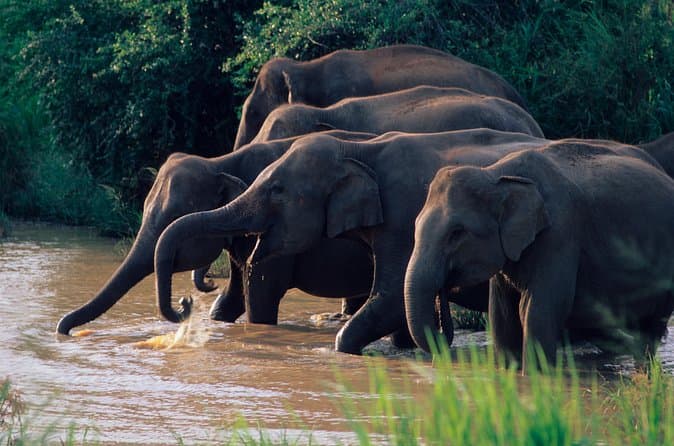 Book Minneriya Elephant Safaris