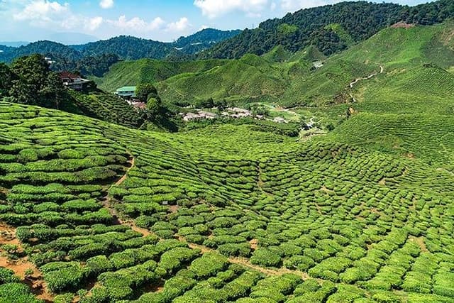 Cameron Highlands One Day Trip from Kuala Lumpur Privately Organised