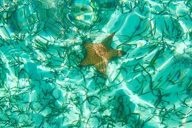 Mangrove & Iguana Clear Kayak Tour
