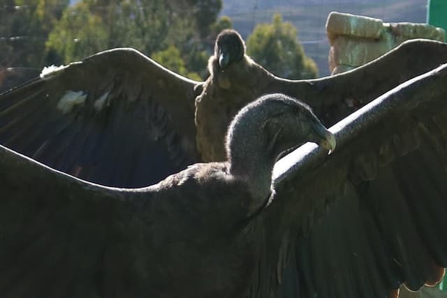 Mystic experience at Cochahuasi ( blessings of the Andean condor)