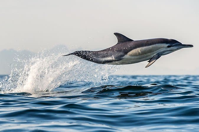 Compare Top Dolphin Tours in Tauranga