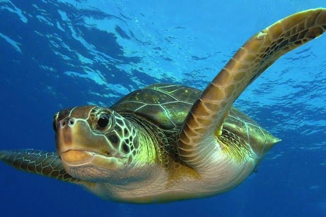 Best 1 Tank Dive Experiences in Costa Maya