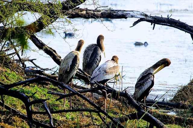 Bharatpur Birding adventure from Delhi