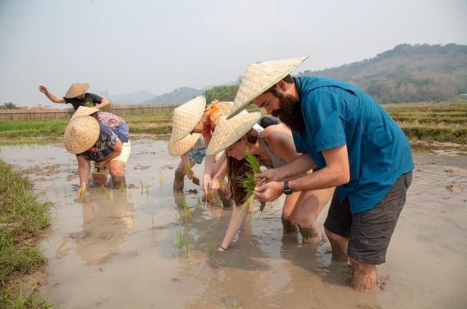 Compare Top Luang Prabang Rice Farming Tours