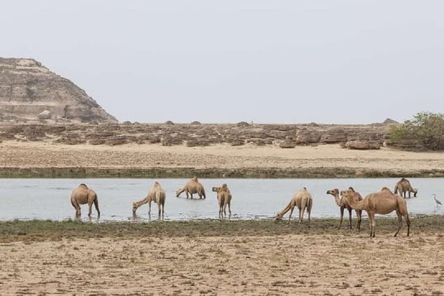 Half day tour The Best of West :Salalah Tours