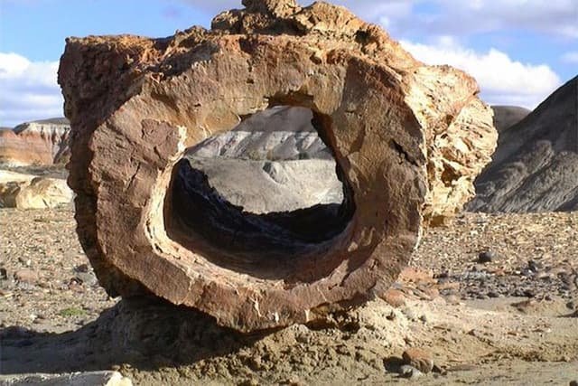 La Lioness Petrified Forest