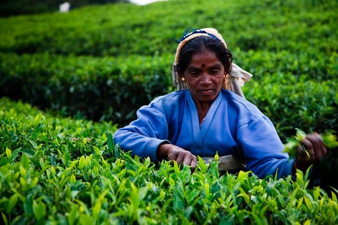 Kandy Tea Plantation Tour
