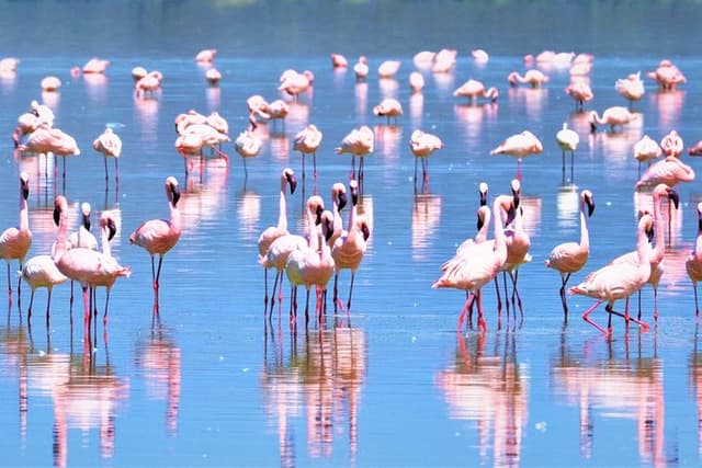 1 Day Safari to Lake Nakuru National Park