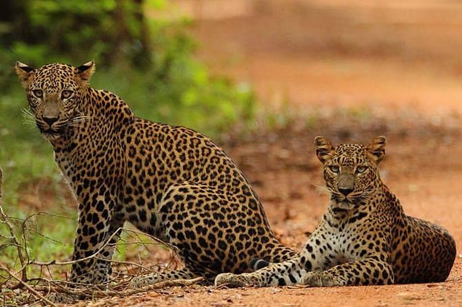 Colombo-to-Wilpattu Safari: See Sri Lanka’s Wild Side