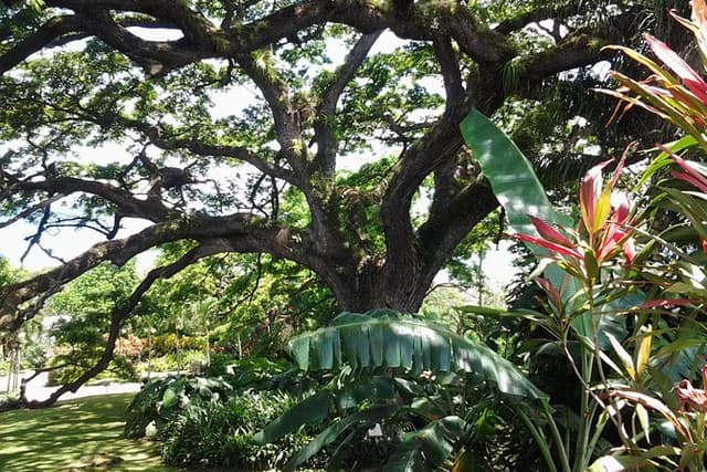 Best of St. Kitts Highlight Tour.