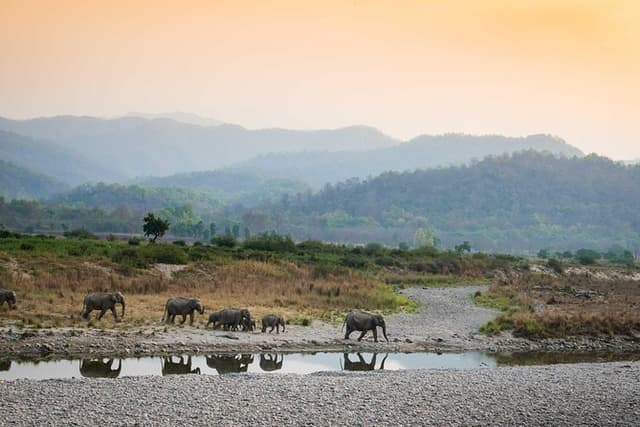 2N Jim Corbett National Park (Dhikala Zone)