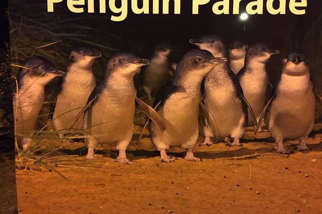 Private custom Penguin Tour with Premium Penguin Tickets