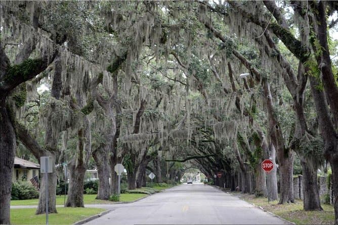 Best St. Augustine Hop-On Hop-Off Trolley Tour Experience
