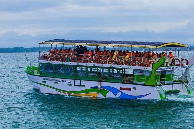 Best Whale Watching Tours from Bentota