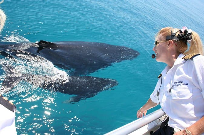 Compare Top Brisbane Whale Watching Tours