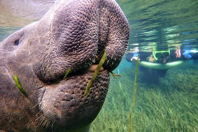Manatee Swim Tour with In Water Photographer