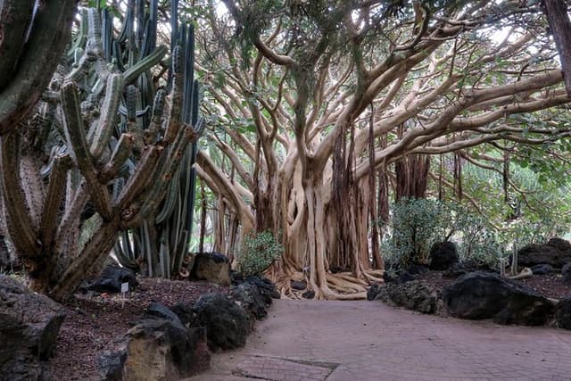 Las Palmas, Botanical Garden & Bandama Crater tour - Gran Canaria