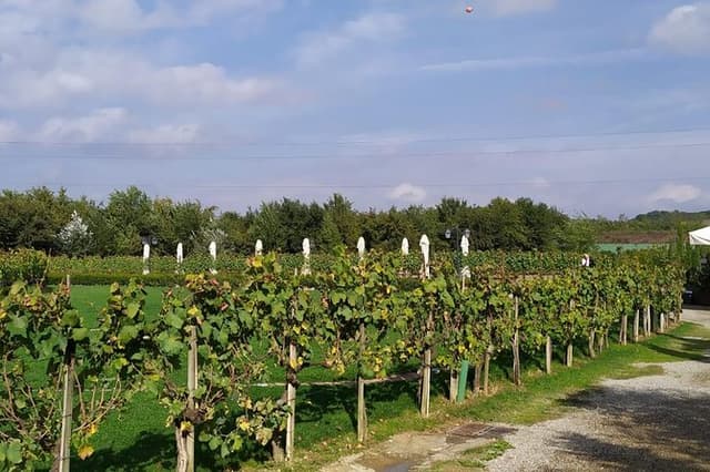 Siena and San Gimignano from Rome: Wine Tasting Tour in Tuscany