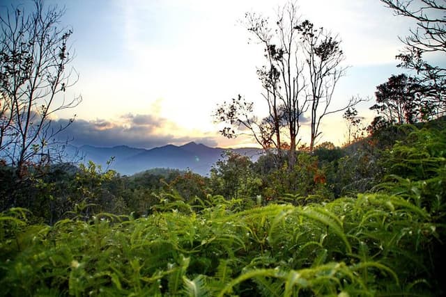 Lambir Hills Nature Excursion & Trekking